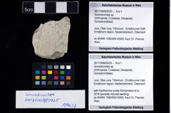 Foto (Objekt + Etikett) von Goniodromites sp.  (NHMW-GEO-2017-0089-0025)